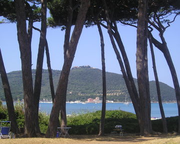 Baratti pinewood